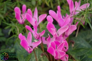 cyclamen purpurescens (1200 x 797)